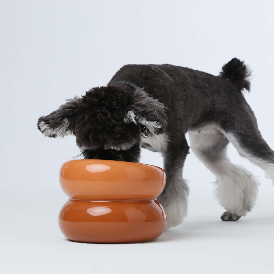 A small, fluffy dog is sniffing an orange double-bowl in a well-lit, minimalist setting. Playful and curious posture.