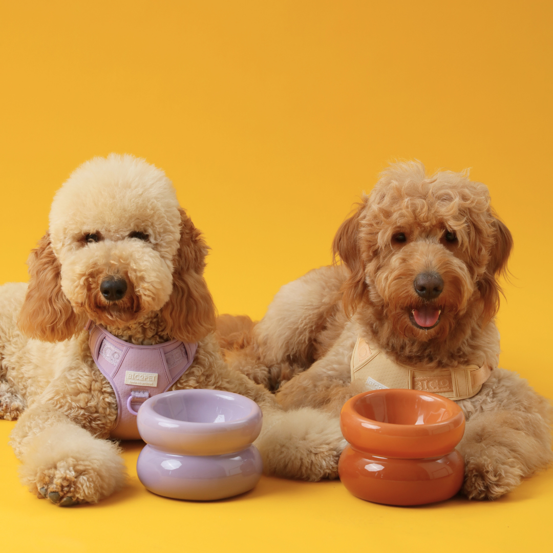 Two fluffy dogs relax on a vibrant yellow background, beside colorful bowls. One dog wears a purple harness, the other an orange one.