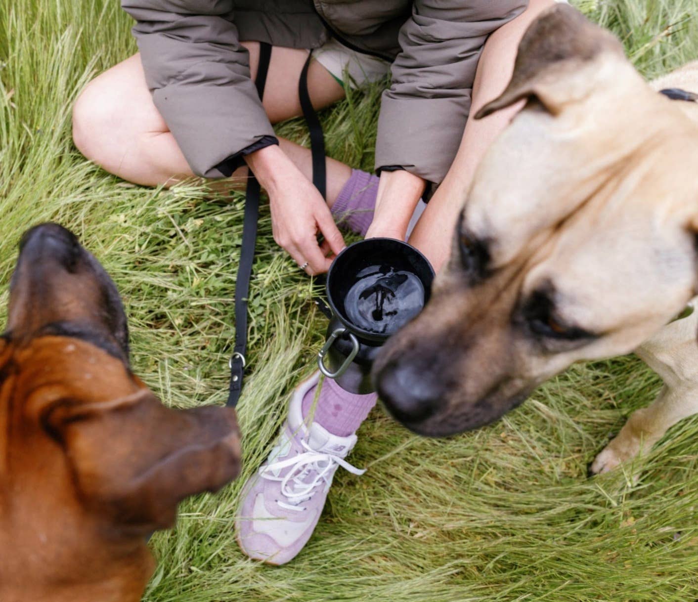 A person crouches in tall grass, holding a dog bottle, while two dogs curiously approach, one brown and one tan.