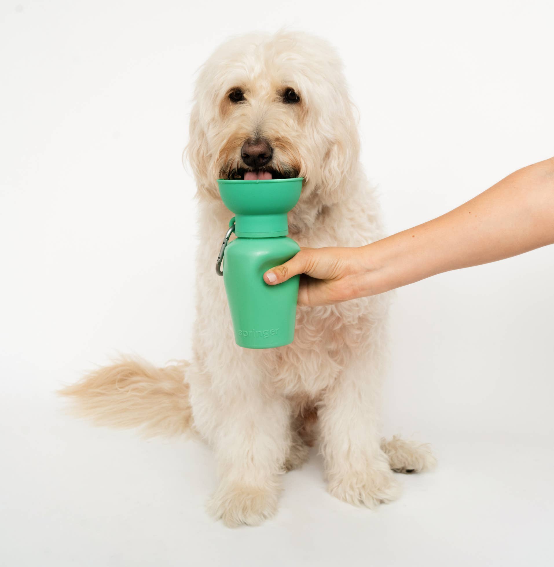 A beige dog drinks from a green water bottle being held in someones hand on a white backdrop.