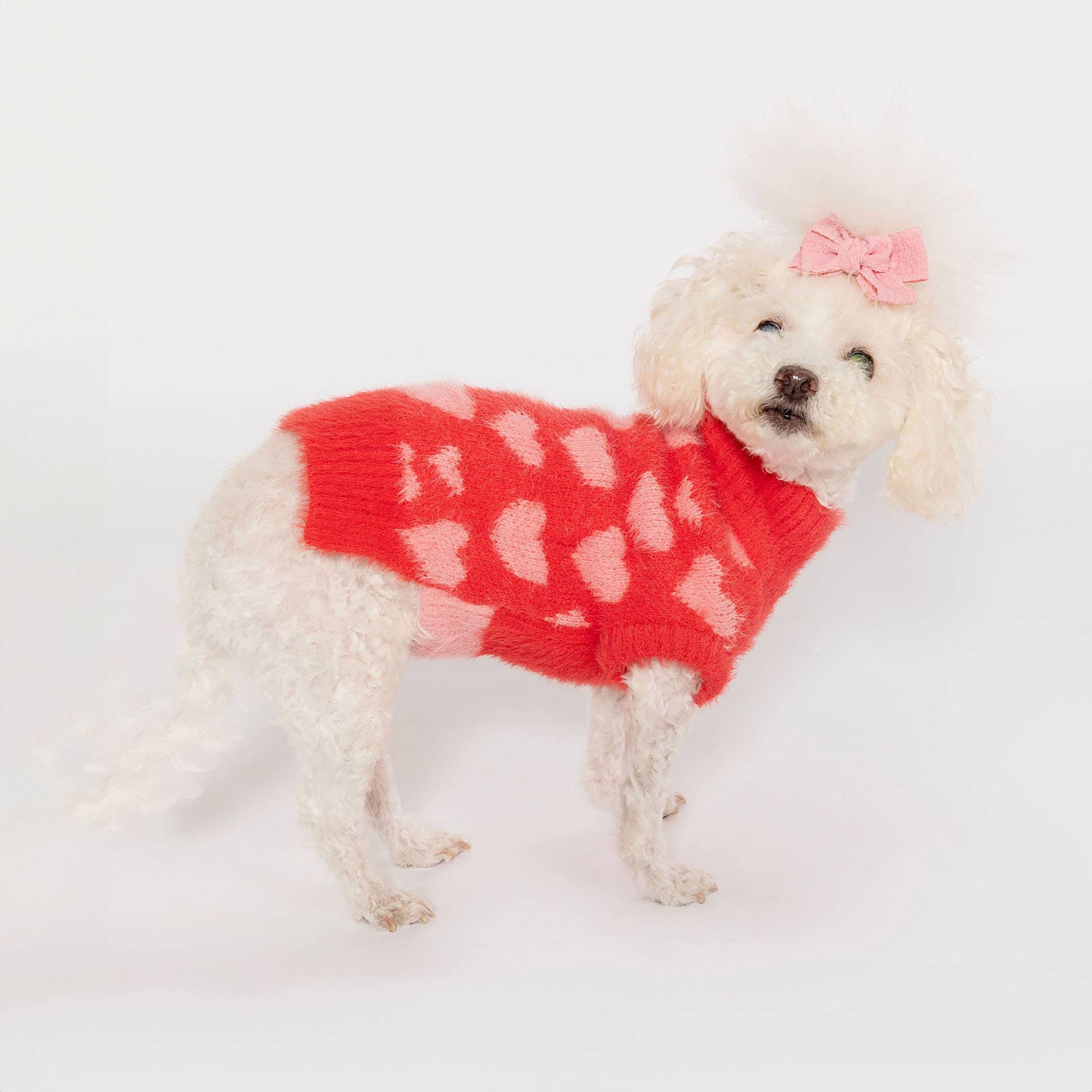 A small white dog wearing a red sweater with white hearts and a pink bow, standing against a white background.