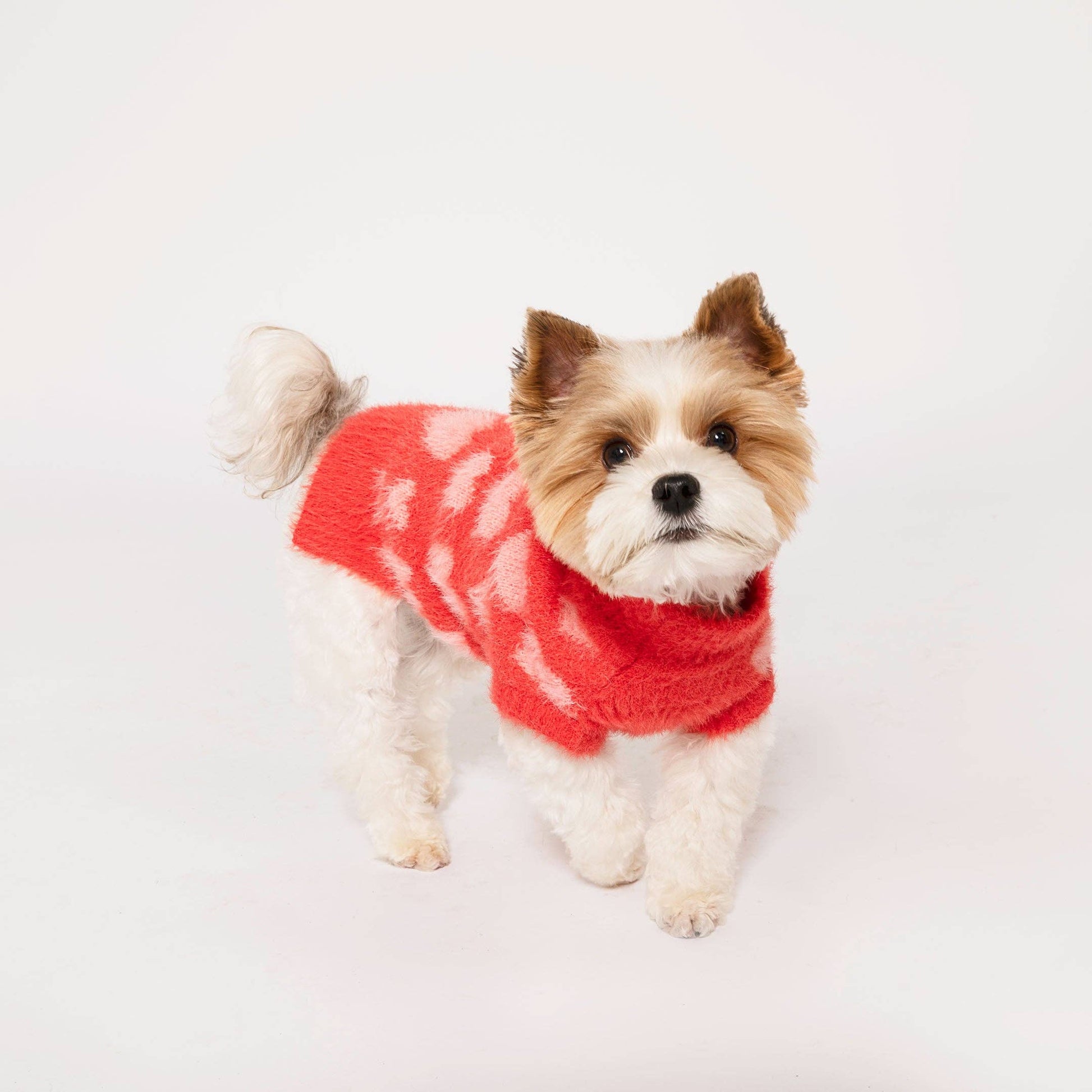 Brightly coloured red jumper with a pink heart pattern on a small white and brown dog.