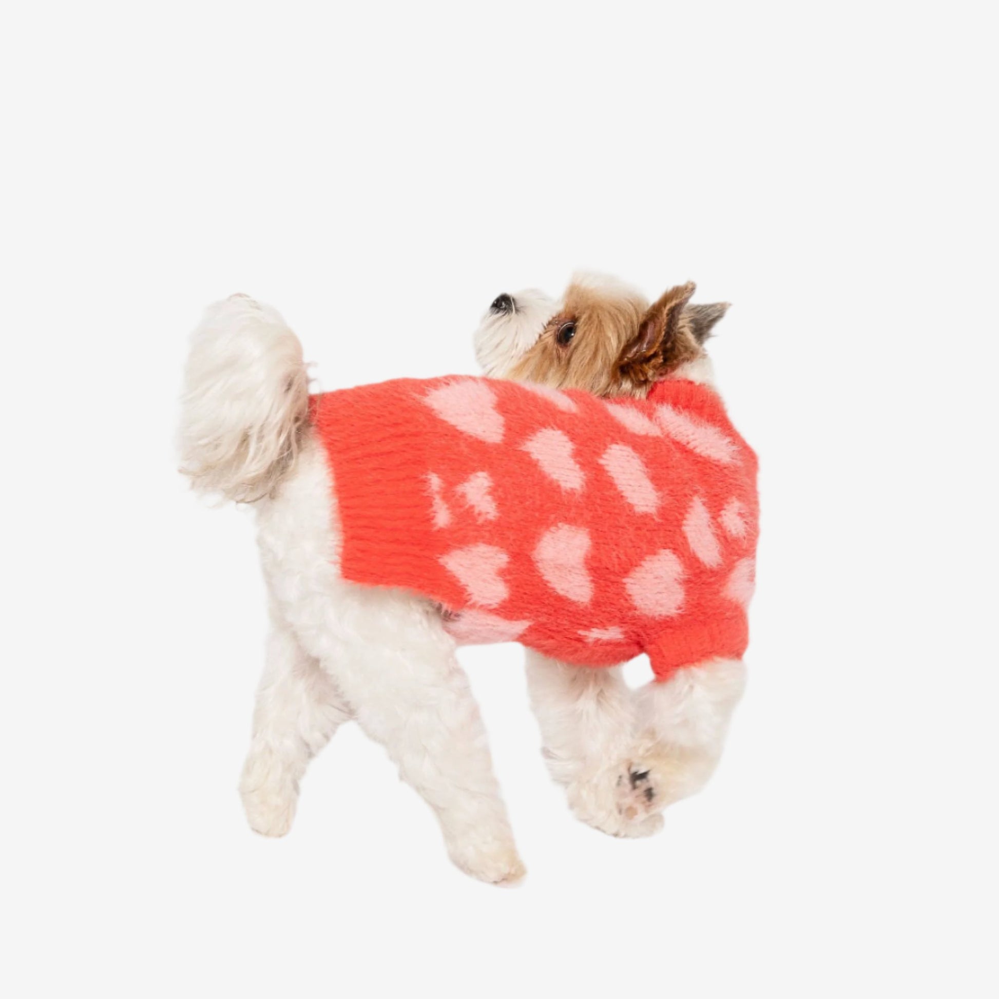A small dog with a fluffy white coat wears a bright red and pink knitted wool sweater featuring pink heart patterns, looking back over its shoulder.