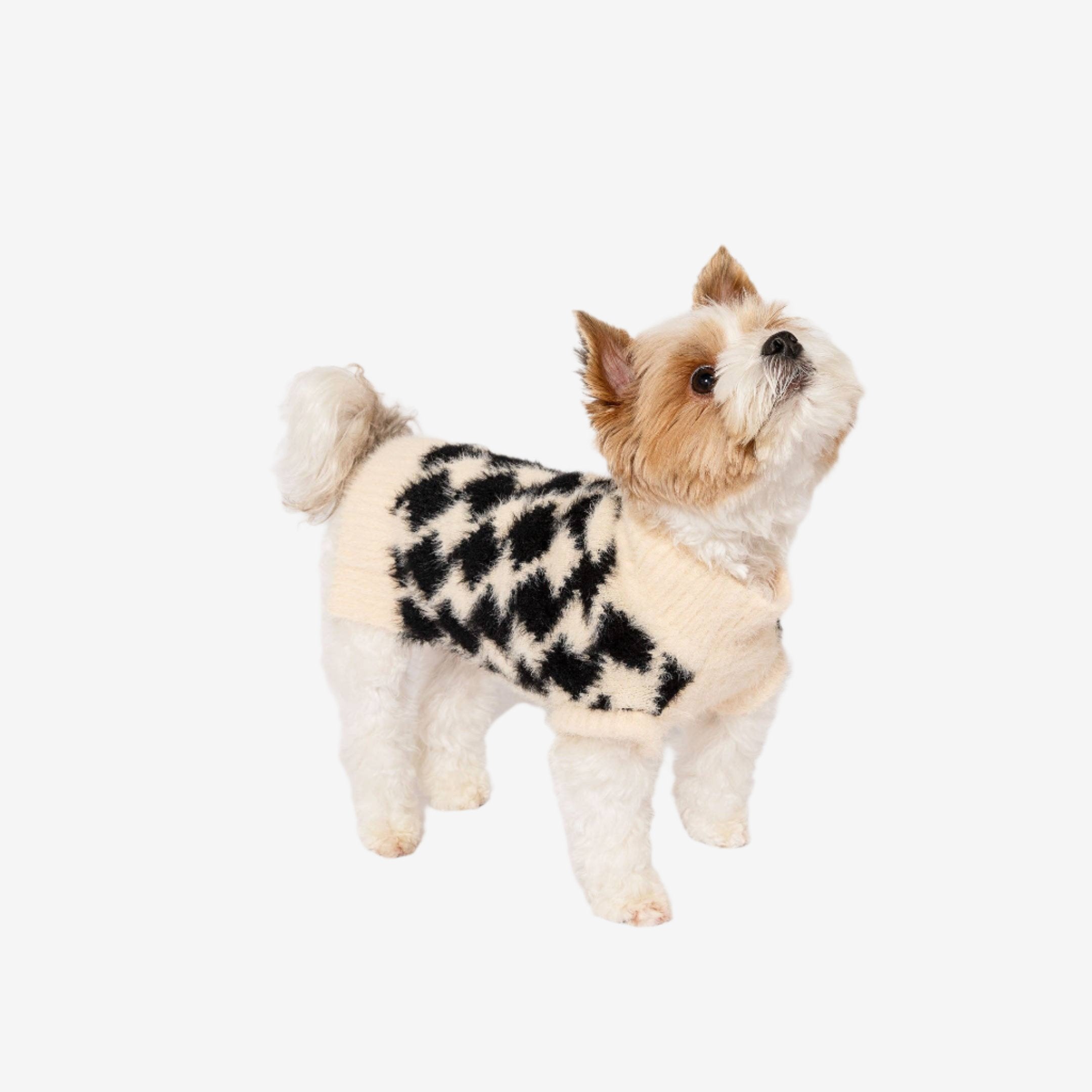 A small dog stands with its head tilted, wearing a cozy cream sweater with black patterned designs from american brand the furryfolks.
