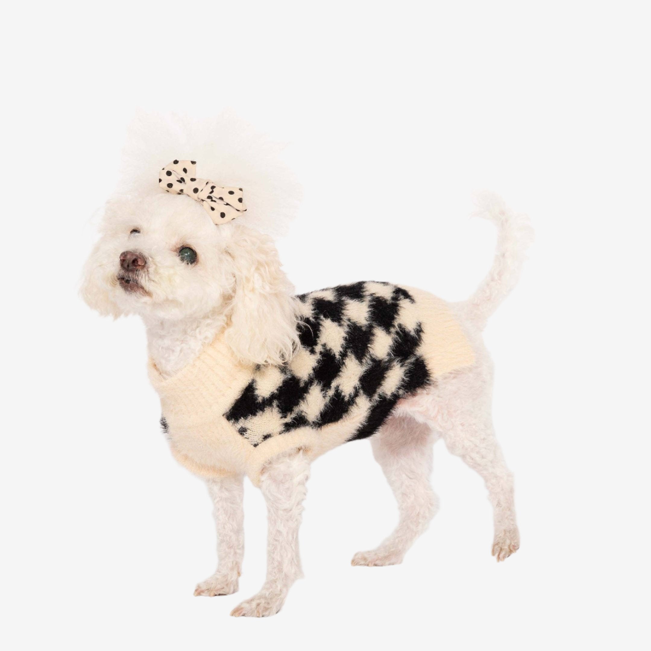 A small white poodle wears a stylish black and cream checkered sweater with a polka-dot bow on its head, posing playfully.
