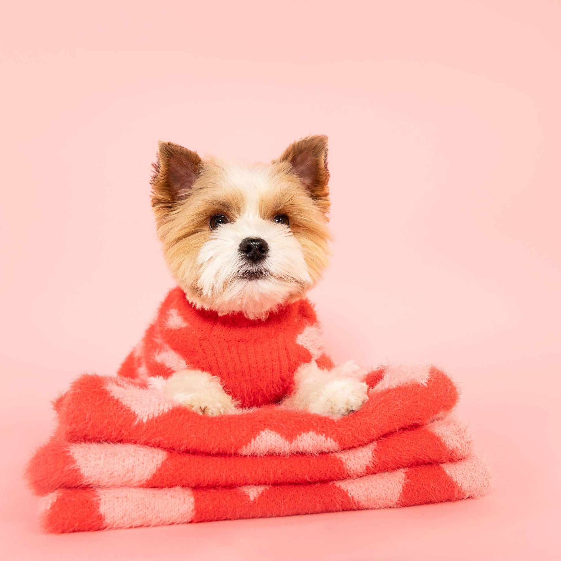 A small dog with fluffy fur wearing a red sweater sits on a soft, folded blanket against a pink background.