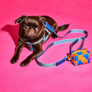 A small, brown pug in a blue harness lies on a vibrant pink background, next to a colourful leash and a stylish poo bag holder.