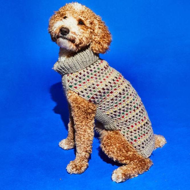 A brown and white dog wearing a colourful hand knitted sweater.
