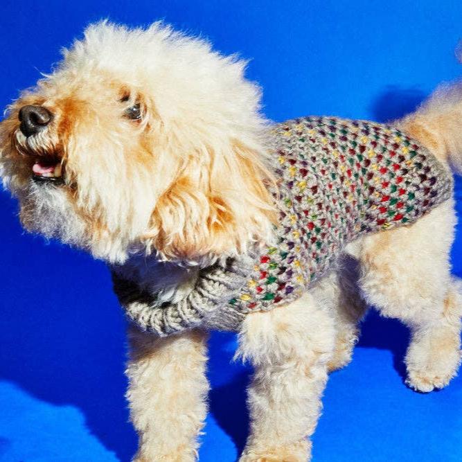 A fluffy dog wearing a colorful knitted sweater stands on a bright blue background, looking playful and cheerful.