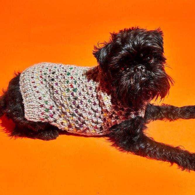 Brussels Griffon dog laying down wearing a hand knitted turtleneck jumper on an orange background.