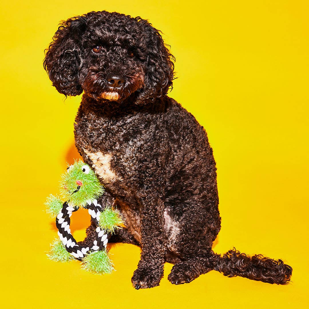 A cute pink rope toy shaped like a frog, with black and white rope for a body, next to a small black dog with expressive eyes,  set against a bright yellow background. 