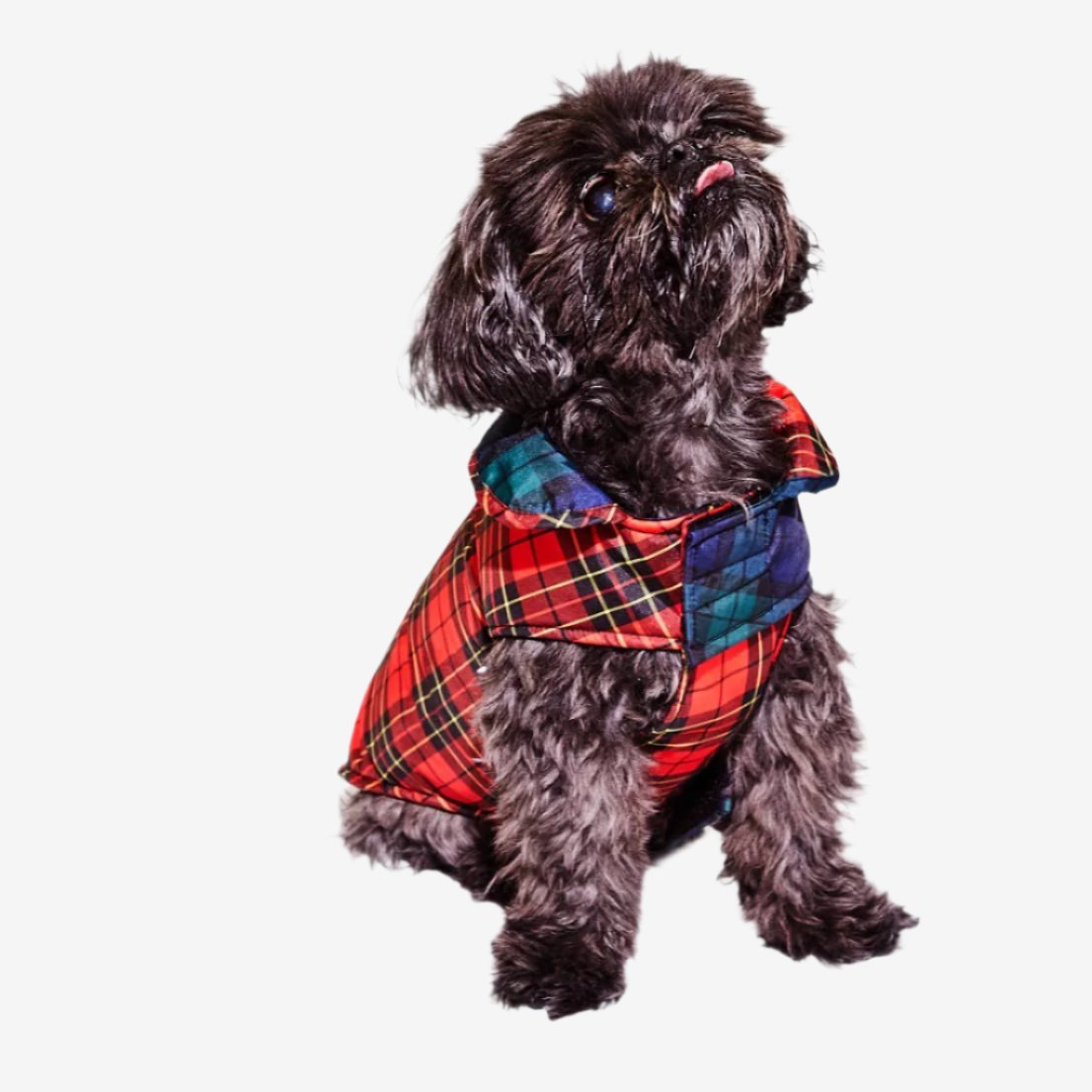 A small black dog wearing a padded tartan coat.