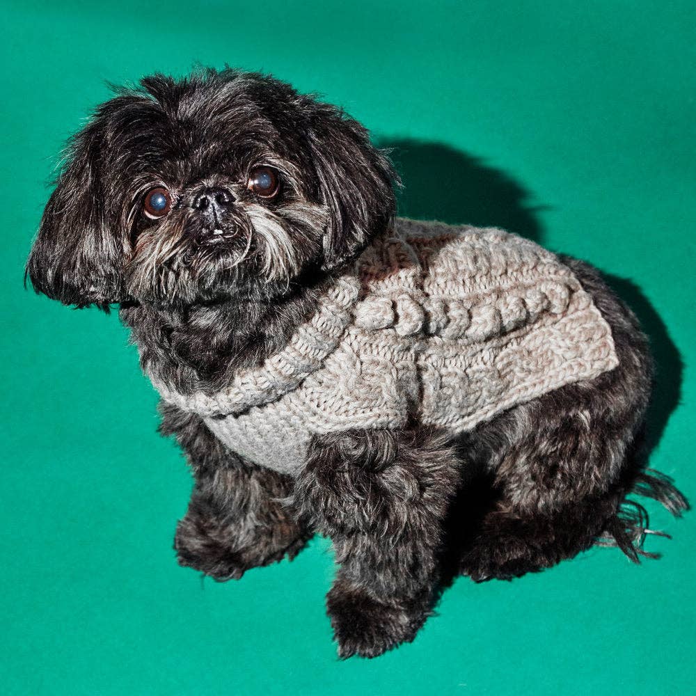 A small black dog wearing a cozy gray sweater poses against a bright green background, showcasing its fluffy fur and expressive eyes.