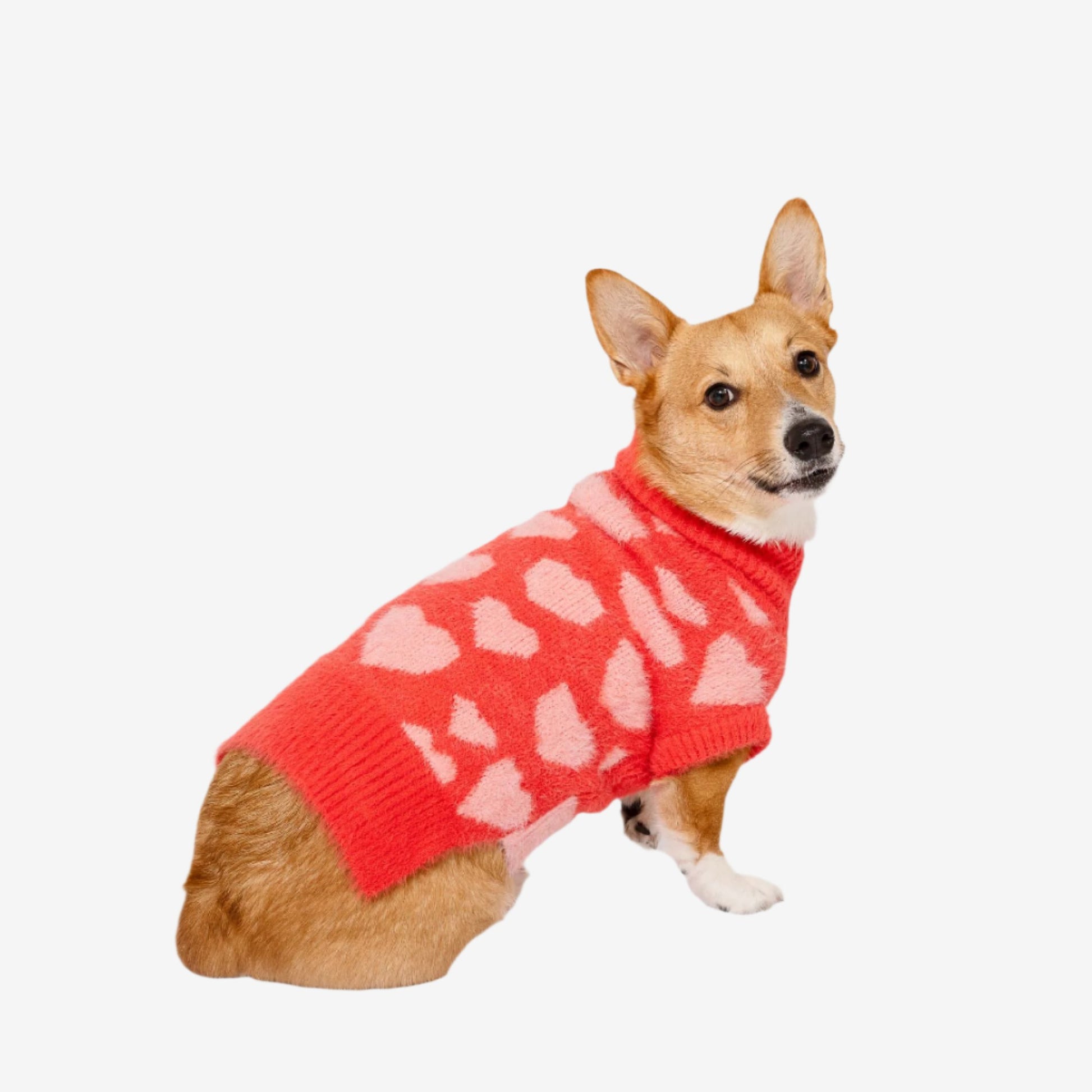 A corgi wearing a bright red sweater with pink heart patterns sits sideways, looking back at the camera against a neutral backdrop.